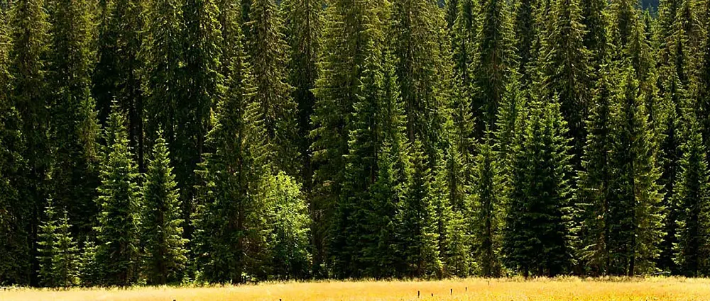 Profumatori Auto per Elaboratori﻿﻿